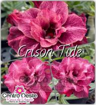 Rosa do Deserto Enxerto - Crison Tide - Centro Oeste Rosas do Deserto