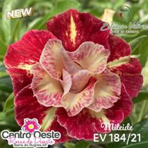 Rosa do Deserto Enxerto EV-184 Mileide - Estância Vitória