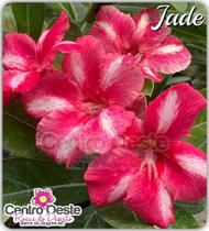 Rosa do Deserto Enxerto - Jade - Centro Oeste Rosas do Deserto