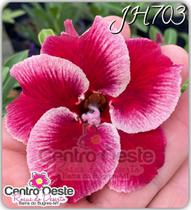 Rosa do Deserto Enxerto - JH703 - Centro Oeste Rosas do Deserto