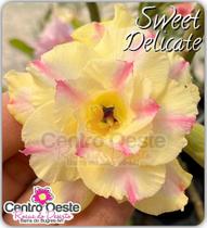Rosa do Deserto Enxerto - Sweet Delicate - Centro Oeste Rosas do Deserto