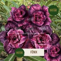 Rosa do Deserto EXÓTICA ROXA BRD FÊNIX