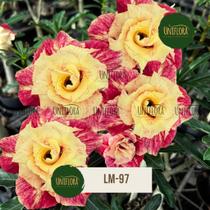 Rosa do deserto FLOR DOBRADA AMARELA MESCLADA LM97