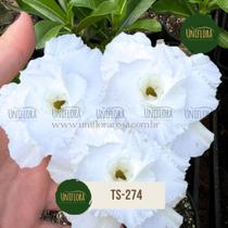 Rosa do deserto FLOR DOBRADA BRANCA FLOR GIGANTE TS274