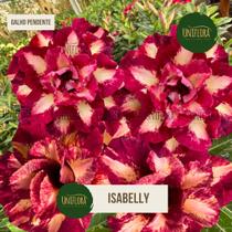 Rosa do deserto FLOR DOBRADA E PERFUMADA COM GALHOS PENDENTES ISABELLY