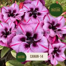 Rosa do deserto FLOR DOBRADA roxa exótica canan 14 Rosa do deserto FLOR DOBRADA roxa exótica canan 14