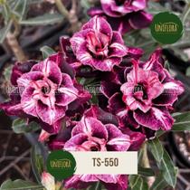 Rosa do deserto FLOR DOBRADA ROXA TS550 item tamanho matriz