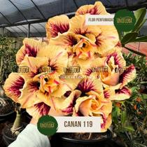 Rosa do Deserto FLOR GIGANTE PERFUMADA CANAN 119 Rosa do Deserto FLOR GIGANTE PERFUMADA CANAN 119