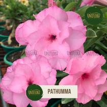 Rosa do Deserto Flor Grande COR ROSA BEBE Pathumma