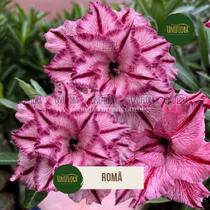 Rosa do Deserto flor grande e dobrada Romã