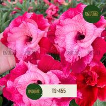 Rosa do deserto flor Vermelha Dobrada Gigante TS-455