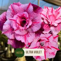 Rosa do deserto For tripla, alta floração ULTRA VIOLET - UNIFLORA