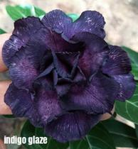 Rosa do deserto indigo Glaze enxertada