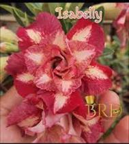 Rosa do deserto Isabelly enxertada