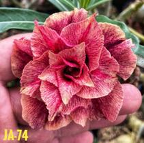 Rosa do deserto JA74 enxertada