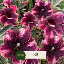 Rosa do deserto L-38