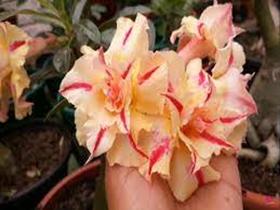 Rosa do deserto L12 Enxertada Rosa do deserto L12 Enxertada