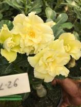 Rosa do deserto L26 amarela Perfumada