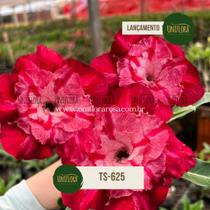 Rosa do Deserto LANÇAMENTO FLOR GRANDE TONS ROSADOS TS625 Rosa do Deserto LANÇAMENTO FLOR GRANDE TONS ROSADOS TS625