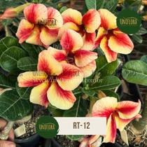 Rosa do deserto Laranjada RT-12