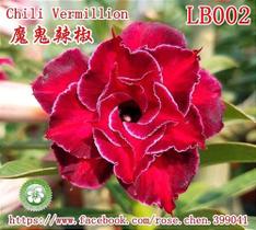 Rosa do deserto LB 002 Chilli Vermillion - dm rosa do deserto