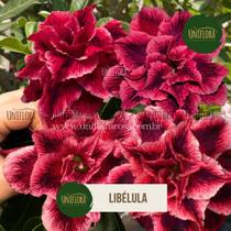 Rosa do deserto LIBÉLULA