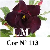 Rosa do deserto LM113 enxertada - dm rosa do deserto Lm113