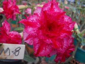 Rosa do deserto M8 flor tripla