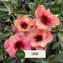 Rosa do deserto MATRIZ LARANJA DOBRADA LM48