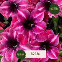 ROSA DO DESERTO MATRIZ roxa dobrada TS334