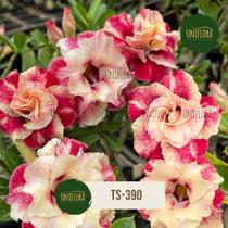 ROSA DO DESERTO MATRIZ TS390 Flor dobrada delicada