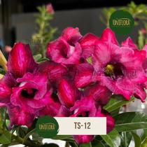 ROSA DO DESERTO mesclada de rosa e roxo TS-12 PERFUMADA - UNIFLORA ROSA DO DESERTO mesclada de rosa e roxo TS-12 PERFUMADA - UNIFLORA