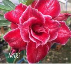 Rosa do deserto MIKI - DM rosa do deserto Miki