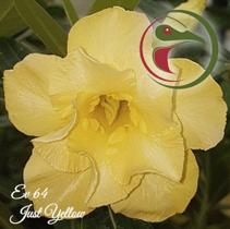 Rosa do Deserto Muda de Enxerto - EV-064 - Just Yelloow - Flor Dobrada - Estância Vitória