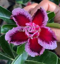 Rosa do Deserto Muda de Enxerto - LM-16 - Flor Dobrada - Centro Oeste Rosas do Deserto