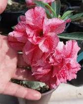 Rosa do Deserto Muda de Enxerto RC195