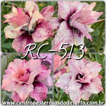 Rosa do Deserto Muda de Enxerto - RC513 - Flor Tripla - Centro Oeste Rosas do Deserto