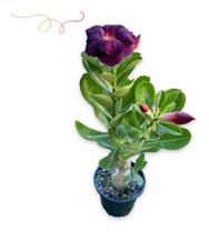 Rosa Do Deserto Negra Enxertada Dobrada Importada News - docel@r Rosa Do Deserto Negra Enxertada Dobrada Importada News - docel@r