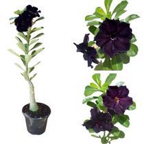 Rosa do Deserto Negra Suculenta Adenium Obesum Adulta Flor