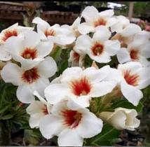 Rosa do deserto NR12 enxertada - dm rosa deserto Rosa do deserto NR12 enxertada - dm rosa deserto