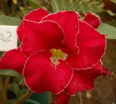 Rosa do deserto osola 2