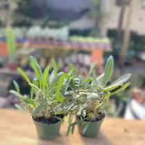 Rosa Do Deserto Pachypodium Horombense Com Espinho Coleção Rosa Do Deserto Pachypodium Horombense Com Espinho Coleção