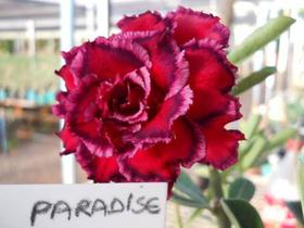 Rosa do deserto Paradise flor quadrupla