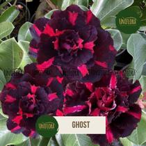 Rosa do deserto Perfumada NEGRA COM LISTRAS GHOST