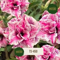 Rosa do Deserto Perfumada TS-450 LANÇAMENTO Bastante Florífera - Flor grande