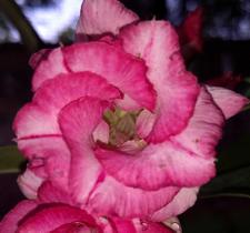 Rosa Do Deserto Pink California