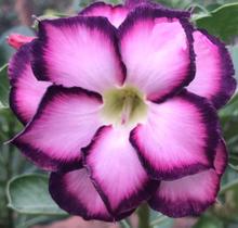 Rosa Do Deserto Purple Crown - Floranet