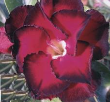 Rosa Do Deserto Red Lips - Floranet