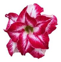 Rosa do deserto rosa mesclada dobrada th-7 - UNIFLORA