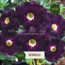 Rosa do deserto ROXA DOBRADA BERINJELA